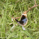 [S] Blue Pansy Butterfly