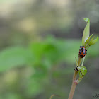 Spotted lady beetle (LadyBug )