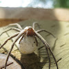 Nursery Web Spider