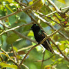 Black-Bellied Hummingbird