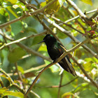 Black-Bellied Hummingbird