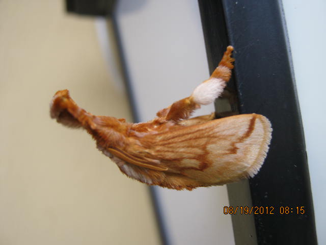 Perola Moth