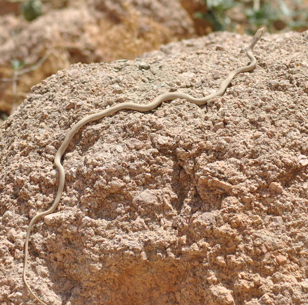 Schokari Sand Snake