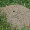 Ant Hill