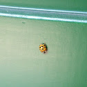 Harlequin Ladybird Beetle / Katicabogár