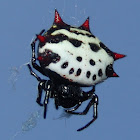 Crablike Spiny Orbweaver Spider