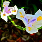 Wild Iris, Fortnight Lily, Cape Iris
