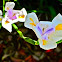 Wild Iris, Fortnight Lily, Cape Iris