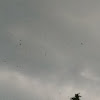 Rondine - barn swallow