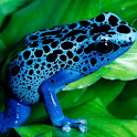 Frogs Live Wallpaper logo