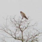 Juvenile Red-Shouldered Hawk