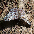 Cracker butterfly