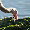 White ibis, juvenile