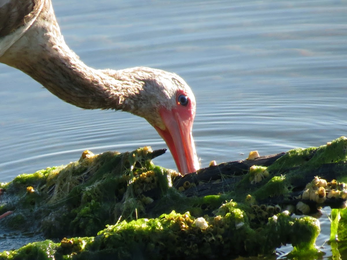 White ibis, juvenile