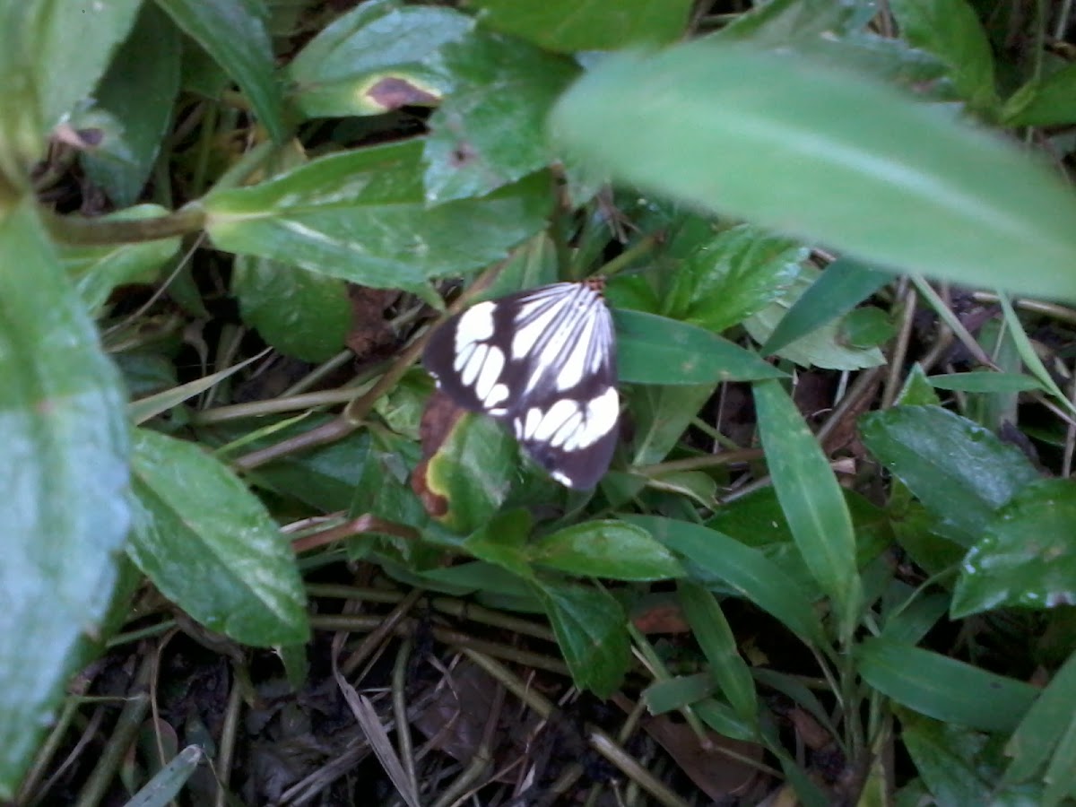 marble white moth