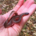 Eastern worm snake