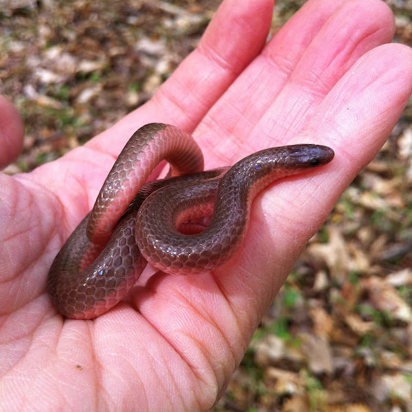 Eastern worm snake Project Noah