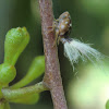 Passionvine hopper nymph