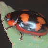 Blessed leaf beetle