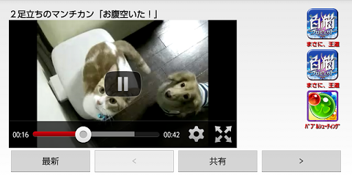 ねこ動画