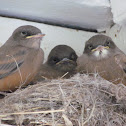 Say's Phoebes (immature)