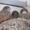 Say's Phoebes (immature)