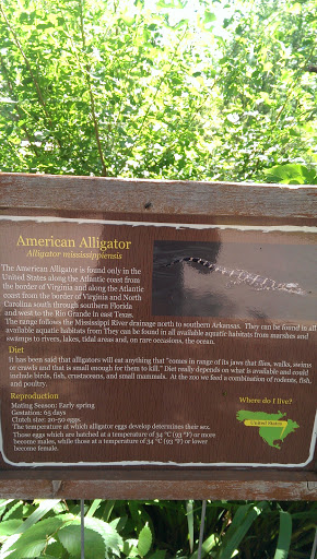 American Alligator Exhibit