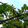 Olive-backed Sunbird (Female)