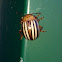 False Potato Beetle