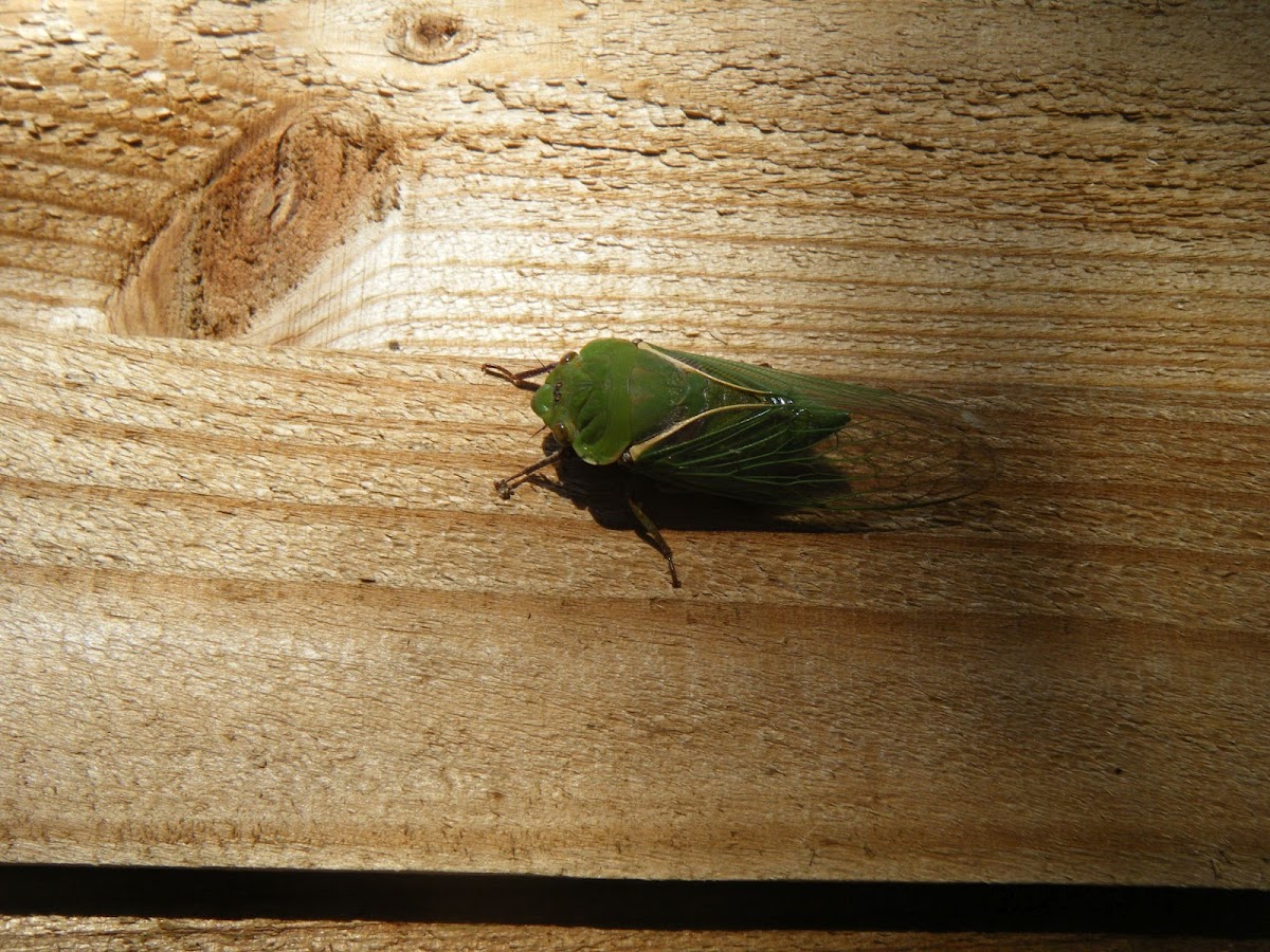"Green Grocer" Cicada