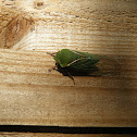 "Green Grocer" Cicada