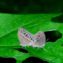 The Dingy Bush Brown Butterfly