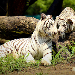 Love<3 <3 by D K - Animals Lions, Tigers & Big Cats