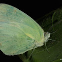 Common or Lemon Emigrant