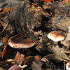 resinous polypore