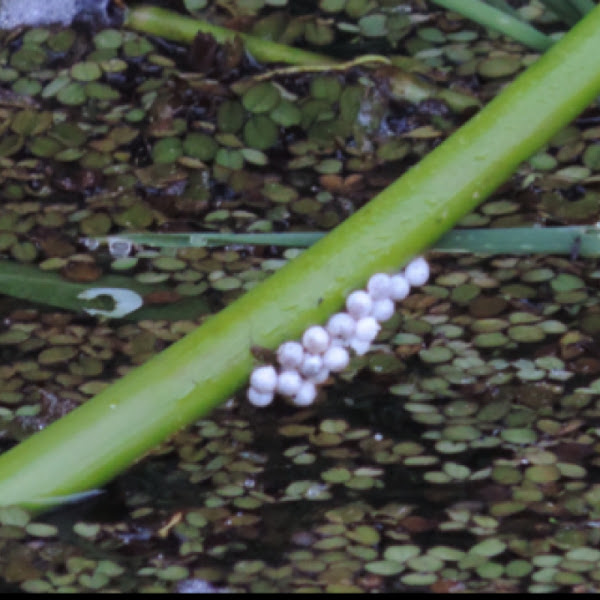 Apple Snail eggs Project Noah