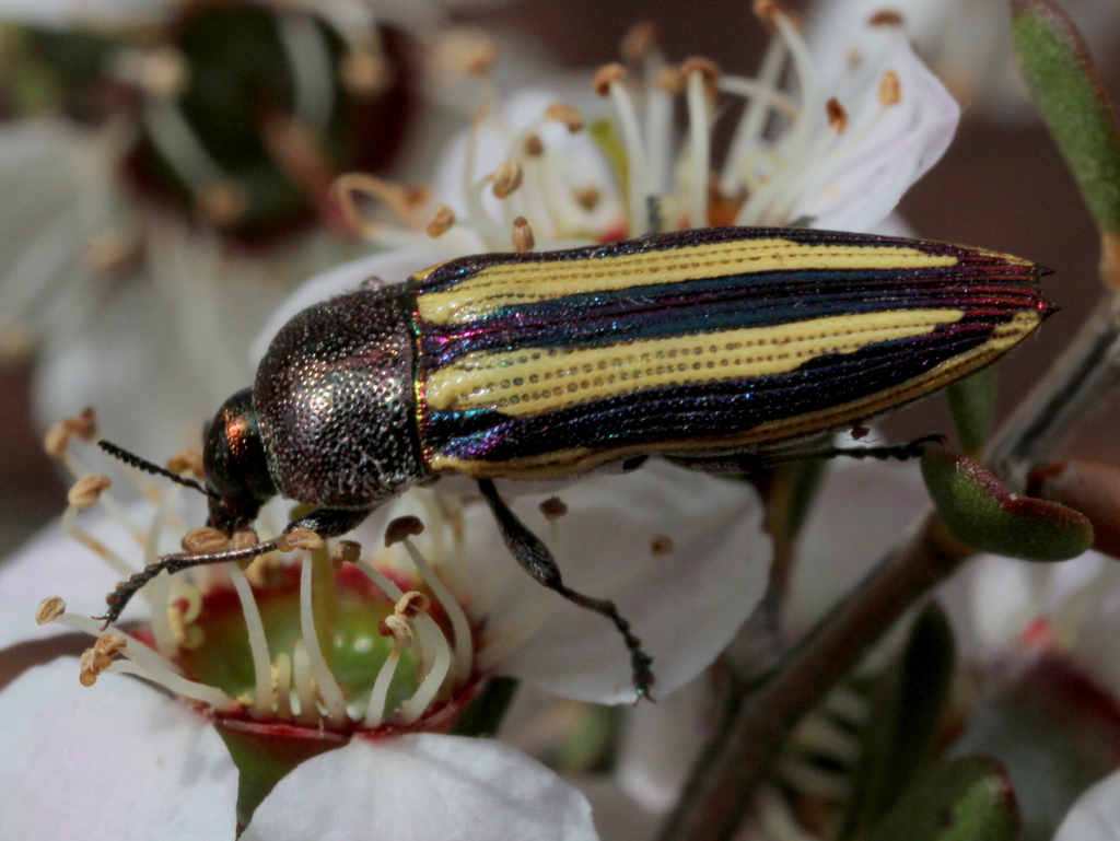 Banded Jewel beetle
