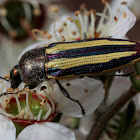 Banded Jewel beetle
