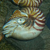 Nautilus  