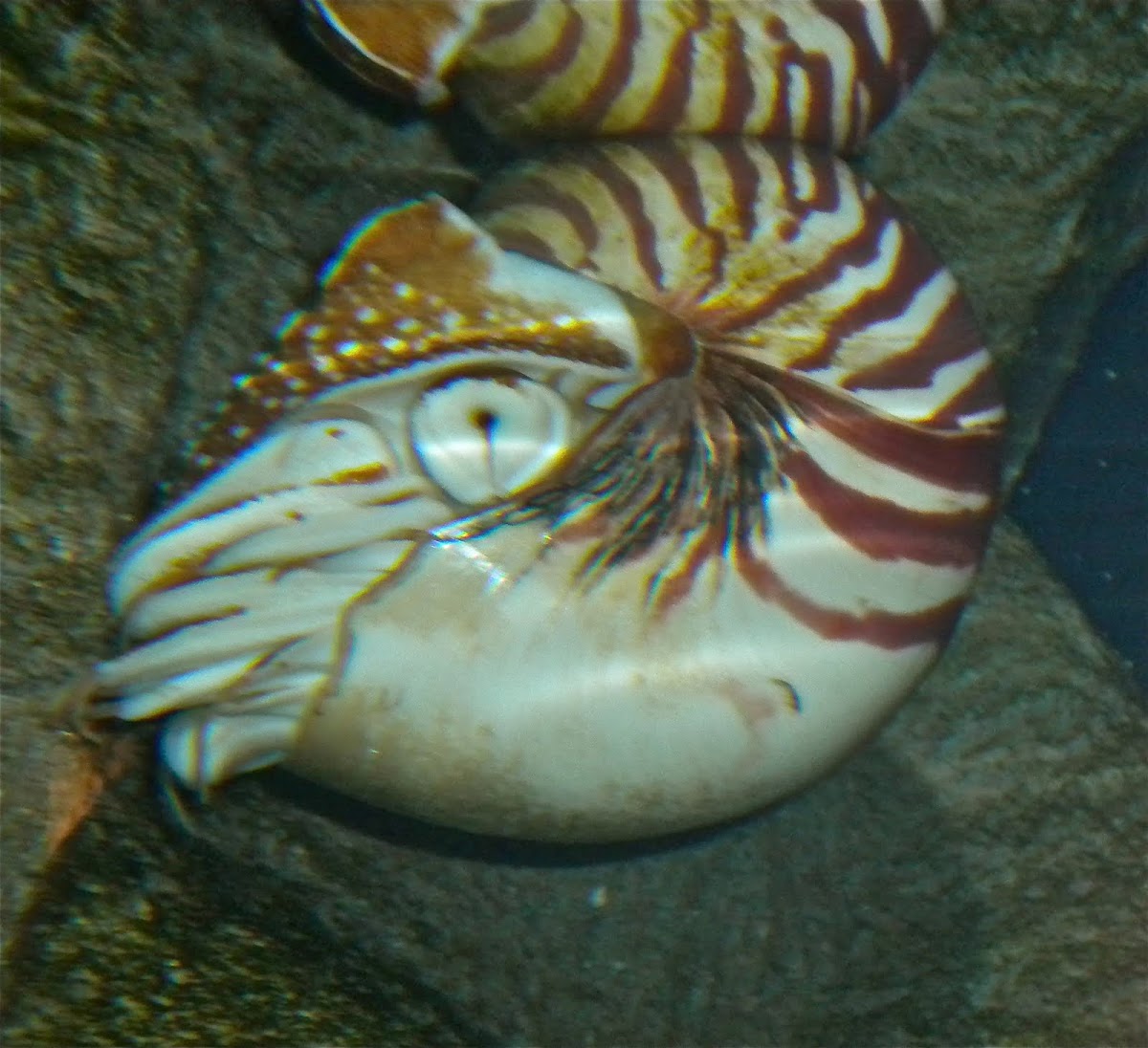 Nautilus  