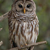 Barred Owl (male)