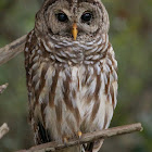 Barred Owl (male)
