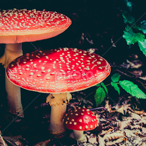 by Adrian Rusu - Nature Up Close Mushrooms & Fungi