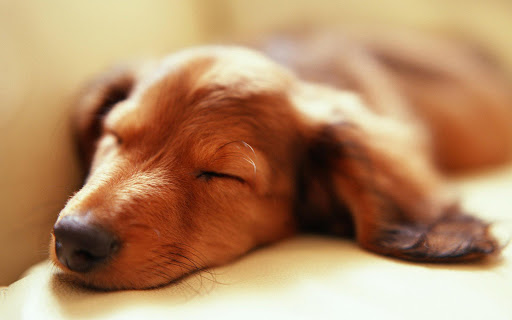 【免費工具App】Sleeping Dog HD Wallpaper-APP點子