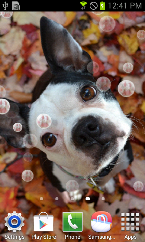 Picture related to Dog Competitions https://lh4.ggpht.com/S0E1AQQNe-KucY-srsFjv81jnF-1ztYS9SUQ6O78O338y0l4AbDH-z1kdidzDiJQRsI=h900