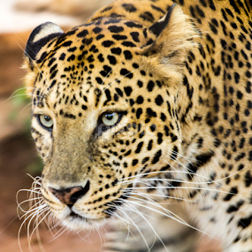 Angry Young One by Madhujith Venkatakrishna - Animals Lions, Tigers & Big Cats