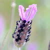 Spanish lavender, cantueso