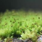 Little groove moss