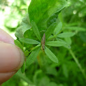 Common Lacewing larva