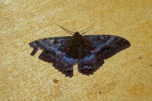 moth ascalapha odorata